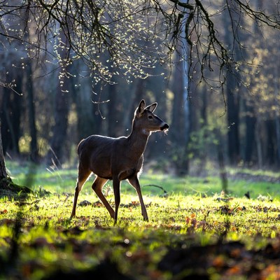 Deer walking in forest during daylight hours