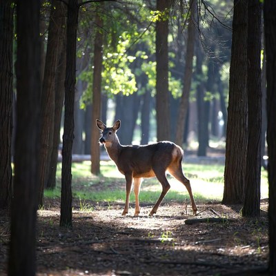 Deer standing in a forest