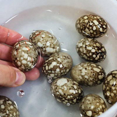 Collecting speckled eggs in water bowl