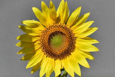 Bright sunflower under clear sky