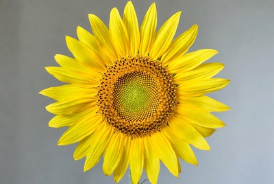 Sunflower in bright yellow color
