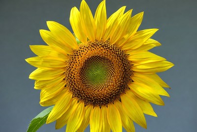 Sunflower blooming in bright sunlight