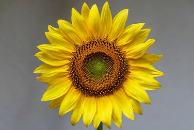 Sunflower blooming in bright yellow