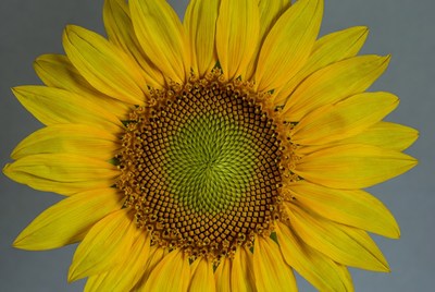 Sunflower close-up with bright petals