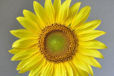Bright sunflower in full bloom