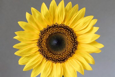 Sunflower blooms in natural light