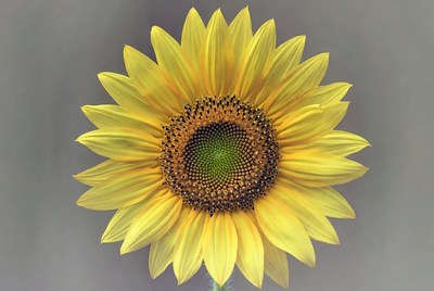Bright sunflower blooms in daylight