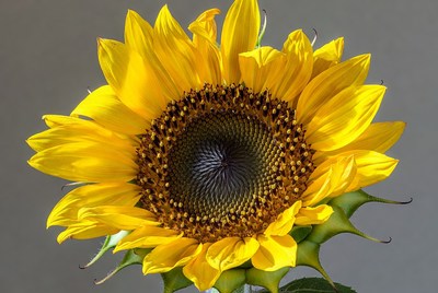Sunflower in bright light
