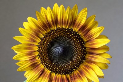 Bright sunflower close up with vivid petals