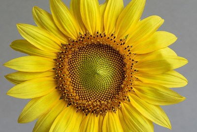 Sunflower close-up with bright petals