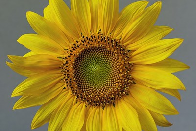 Sunflower with bright yellow petals