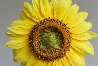 Bright sunflower with yellow petals and seeds
