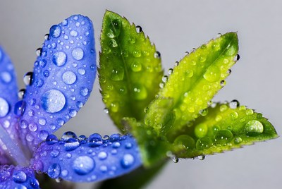Flower with water drops in close-up