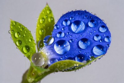 Blue leaf with droplets in close-up view