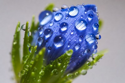 Blue flower with water droplets close up