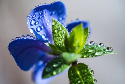 Close-up of blue flower with water droplets