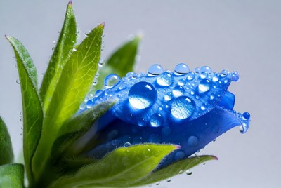 Blue flower with water droplets close up