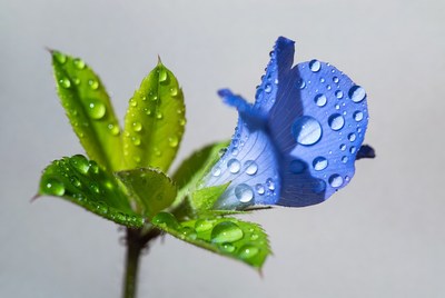 Blue flower with water droplets on leaves