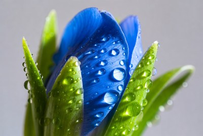 Blue flower with water droplets close up
