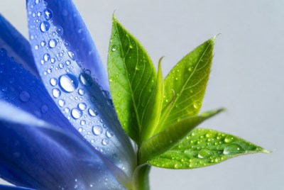 Close up of blue flower and green leaves