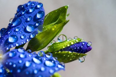 Flower with water droplets close up