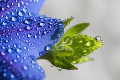 Flower with water droplets close up