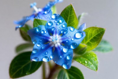 Blue flower with water droplets close up