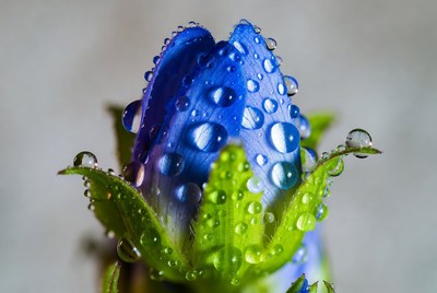 Blue flower covered in water droplets