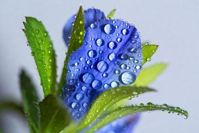 Blue flower with water droplets close up