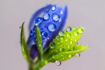 Flowers with water droplets on petals
