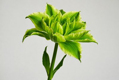 Green flower with unique petals growing up