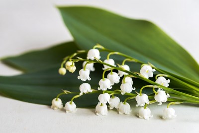 Fresh white flowers with green leaves