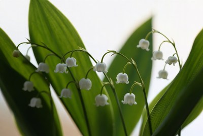 White flowers among green leaves