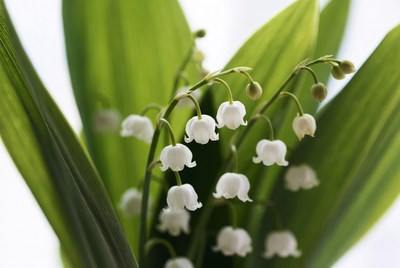 Flowers growing indoors near a window