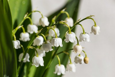 White flowers with water droplets in garden