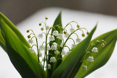 White flowers in a vase