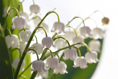 White blossoms in spring garden