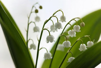 Blooming white flowers on green leaves