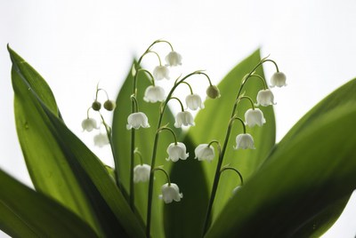 White flowers grow among green leaves