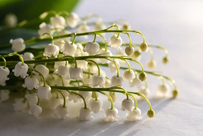 White flowers arranged on a surface