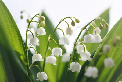 Flowering white lilies grow in spring light