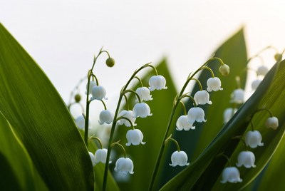 White flowers bloom under sunlight