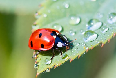 Ladybug on leaf with dew
