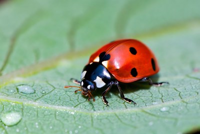 Ladybug on a green leaf