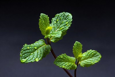 Fresh mint leaves with water droplets