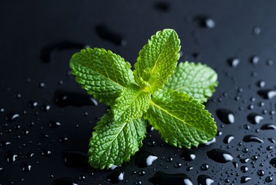 Fresh mint leaves on a dark surface