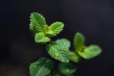Mint leaves with water droplets in close-up