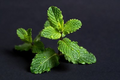 Fresh mint leaves with water droplets