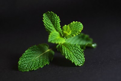 Fresh mint leaves on a dark background