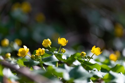 Bright yellow flowers grow in the forest